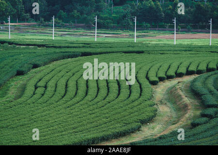 Tee Plantage im Singha Park in Chiang Rai, Thailand Stockfoto