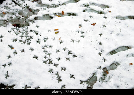 Blick von oben nach unten auf die menschliche Fußspuren und Huhn Fußspuren im Schnee auf einem Bauernhof in Carmarthenshire Wales UK KATHY DEWITT Stockfoto