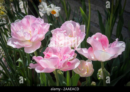 Einen schönen Cluster von blass rosa Tulpen Angelique Blüte im Mai in einem Englischen Garten, Großbritannien Stockfoto
