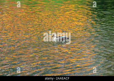 Indische spot abgerechnet Enten (Anas poecilorhyncha) Schwimmen am See, ooty Ooty hill station, Tamilnadu in Indien Stockfoto