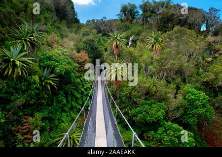 Swing Bridge auf dem Urwald unter Mount Taranaki mit Epiphyten, Egmont National Park, in der Nähe von Stratford, Westküste von North Island, Neuseeland Stockfoto