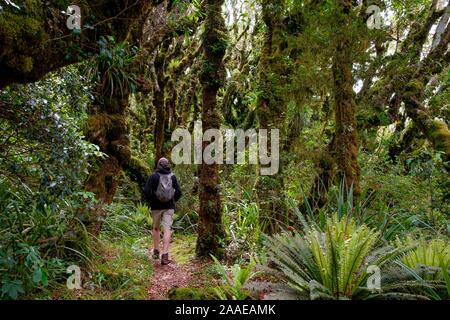 Urwald unter Mount Taranaki mit Epiphyten, Egmont National Park, in der Nähe von Stratford, Westküste von North Island, Neuseeland Stockfoto