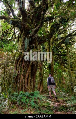 Urwald unter Mount Taranaki mit Epiphyten, Egmont National Park, in der Nähe von Stratford, Westküste von North Island, Neuseeland Stockfoto