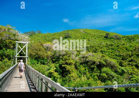 Schwingende Brücke und Predator Zaun in Zealandia, ein naturschutzprojekt und Attraktion ist der weltweit erste komplett eingezäunt urban Eco Heiligtum, Wellington, Neuseeland Stockfoto