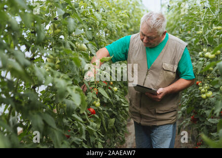 Moderne Landwirt steuert das Wachstum von Tomaten im Gewächshaus Stockfoto