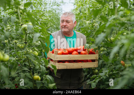 Senior Bauer stehen im Gewächshaus und Holding Box von Bio Tomaten Stockfoto