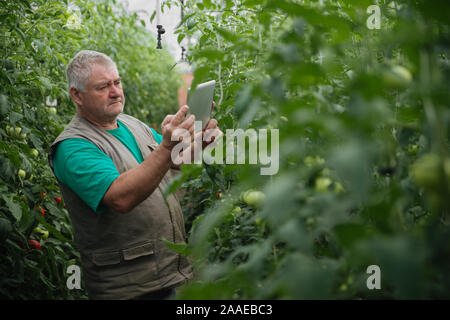 Bauer mit der Tablette langsam prüfen Anlagen. Senior Agronom Überwachen der Ernte. Stockfoto