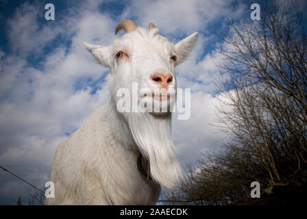 Bizarr verträumt und seltsame Bilder von Ziegen für den Fotografen posiert Stockfoto