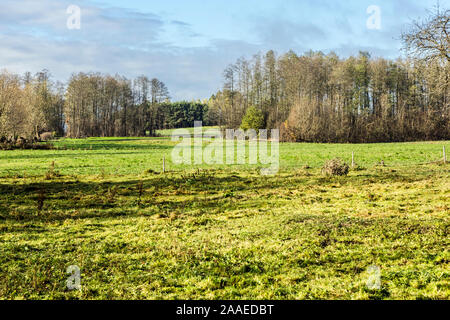 In den späten Herbst. Grünen eingezäunten Weide. Ungewöhnliche Schatten von Bäumen auf kurzen Gras. Der Wald im Hintergrund. Podlasien, Polen. Stockfoto