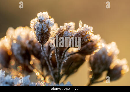 Blüten von Achillea millefolium, common Yarrow, durch eine Struktur von weißen Eiskristallen bedeckt, beleuchtete durch Sonnenlicht am Goldenen Stunde an einem Wintermorgen Stockfoto
