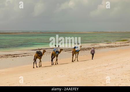 Diani, Mombasa, Kenia, Afrika Oktober 13, 2019 Eine afrikanische Kamel Fahrer führt eine kleine Karawane vor dem Hintergrund der Palmen am Meer entlang. Stockfoto