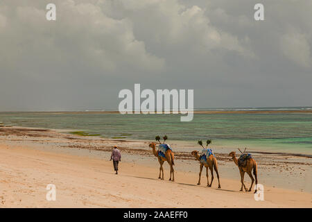 Diani, Mombasa, Kenia, Afrika Oktober 13, 2019 Eine afrikanische Kamel Fahrer führt eine kleine Karawane vor dem Hintergrund der Palmen am Meer entlang. Stockfoto