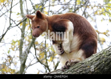 Porträt einer goodfellows Tree Kangaroo sitzen auf einem Ast. Stockfoto