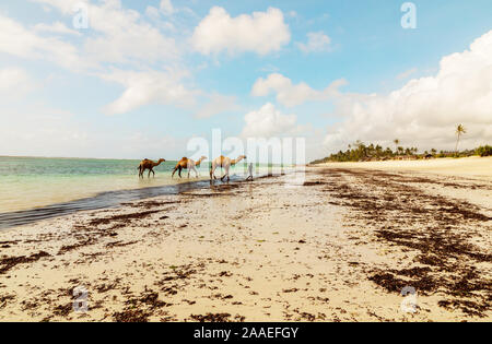 Diani, Mombasa, Kenia, Afrika Oktober 13, 2019 ein viehhändler wäscht drei Kamele im Ozean gegen einen bewölkten Himmel. Wasser und Horizont, an einem sonnigen Tag in Af Stockfoto