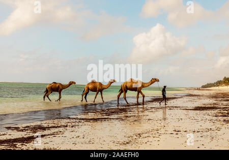 Diani, Mombasa, Kenia, Afrika Oktober 13, 2019 ein viehhändler wäscht drei Kamele im Ozean gegen einen bewölkten Himmel. Wasser und Horizont, an einem sonnigen Tag in Af Stockfoto