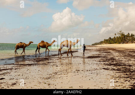 Diani, Mombasa, Kenia, Afrika Oktober 13, 2019 ein viehhändler wäscht drei Kamele im Ozean gegen einen bewölkten Himmel. Wasser und Horizont, an einem sonnigen Tag in Af Stockfoto