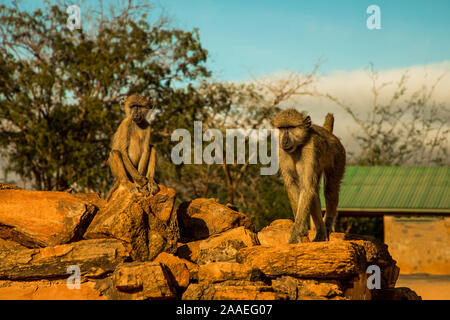 Eine kleine Herde von wilden Grüne Meerkatzen sitzt auf große Steine im Tsavo Nationalpark in Kenia bei Sonnenuntergang. Paviane Herde hautnah. Augen zu Augen. Stockfoto