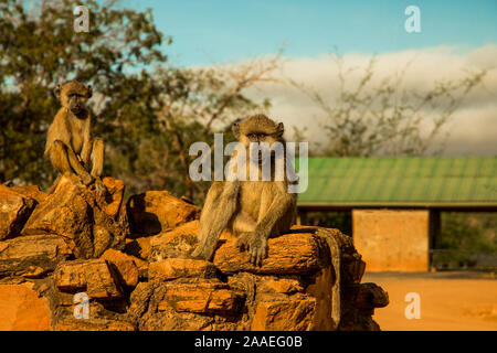 Eine kleine Herde von wilden Grüne Meerkatzen sitzt auf große Steine im Tsavo Nationalpark in Kenia bei Sonnenuntergang. Paviane Herde hautnah. Augen zu Augen. Stockfoto