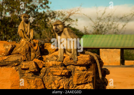 Eine kleine Herde von wilden Grüne Meerkatzen sitzt auf große Steine im Tsavo Nationalpark in Kenia bei Sonnenuntergang. Paviane Herde hautnah. Augen zu Augen. Stockfoto