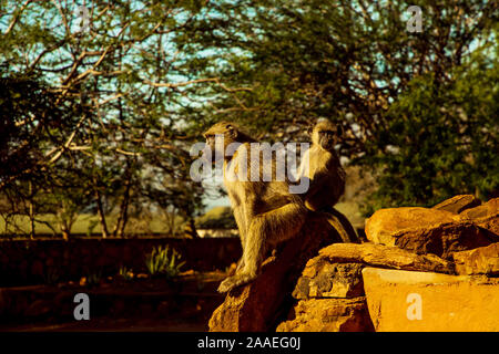 Eine kleine Herde von wilden Grüne Meerkatzen sitzt auf große Steine im Tsavo Nationalpark in Kenia bei Sonnenuntergang. Paviane Herde hautnah. Augen zu Augen. Stockfoto