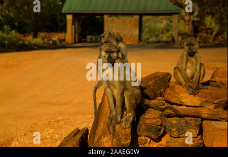 Eine kleine Herde von wilden Grüne Meerkatzen sitzt auf große Steine im Tsavo Nationalpark in Kenia bei Sonnenuntergang. Paviane Herde hautnah. Augen zu Augen. Stockfoto