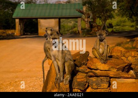 Eine kleine Herde von wilden Grüne Meerkatzen sitzt auf große Steine im Tsavo Nationalpark in Kenia bei Sonnenuntergang. Paviane Herde hautnah. Augen zu Augen. Stockfoto