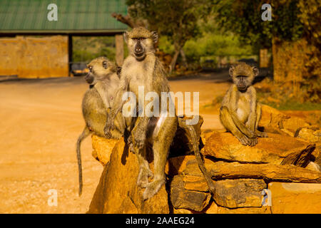 Eine kleine Herde von wilden Grüne Meerkatzen sitzt auf große Steine im Tsavo Nationalpark in Kenia bei Sonnenuntergang. Paviane Herde hautnah. Augen zu Augen. Stockfoto