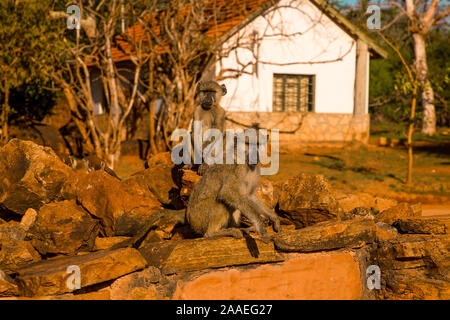 Eine kleine Herde von wilden Grüne Meerkatzen sitzt auf große Steine im Tsavo Nationalpark in Kenia bei Sonnenuntergang. Paviane Herde hautnah. Augen zu Augen. Stockfoto