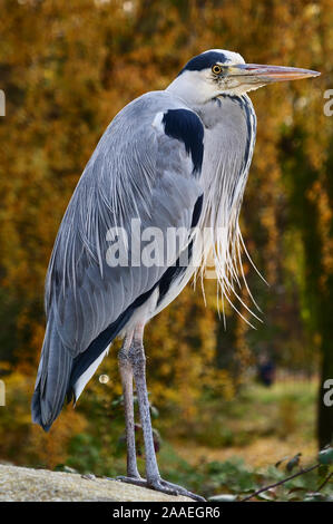 Nahaufnahme des Graureihers gesehen ruhend im späten November Herbst. Stockfoto