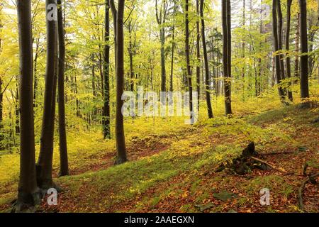 Herbst Buchenwald nach Regenfällen. Stockfoto