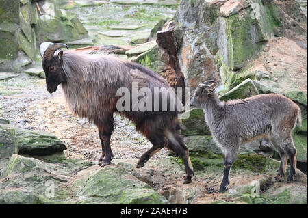 Himalaya tahr Familie auf die hohen Berge Stockfoto