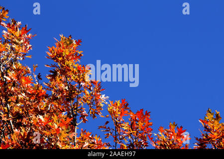 Pin oak tree Zweige mit bunten Herbst Blätter zeichnen sich vor blauem Himmel. Stockfoto