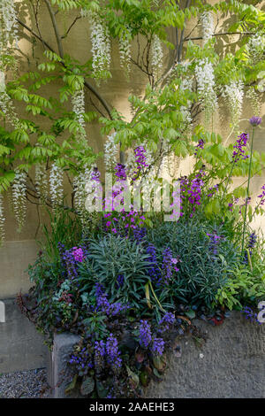 Ein Frühlingsgarten Blume Display mit weißen Glyzinien klettern auf eine Steinwand, England, UK, Stockfoto