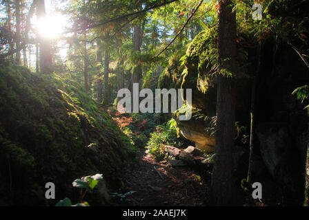 Die Morgensonne leuchten die grünen üppigen gemäßigten Regenwald, voller Moos und Flechten auf Felsen, und eine rote Western Cedar auf einem Wanderweg Stockfoto