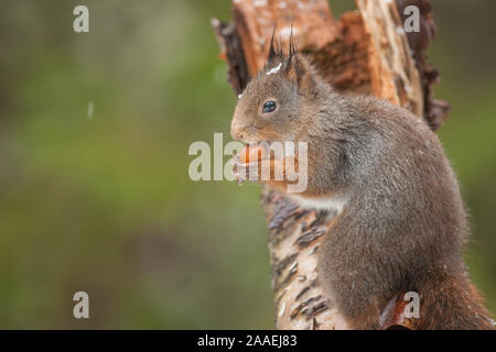 Eichhörnchen mit Eichel Fütterung auf einem Baum brach Stockfoto