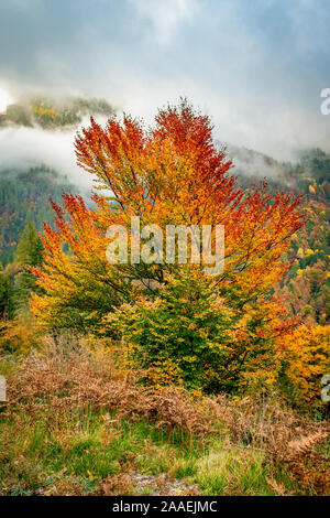 Wunderschöne rote, gelbe und grüne Laub auf einen Herbst Baum in Italien mit einem nebligen Berge im Hintergrund Stockfoto