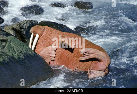 - Pazifischen Walross pazifisches Walross Stockfoto