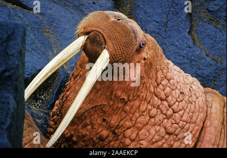 - Pazifischen Walross pazifisches Walross Stockfoto