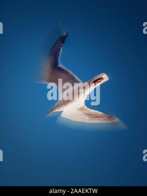 Möwe im Himmel fliegen Stockfoto