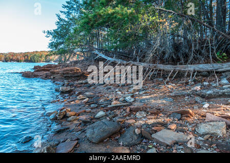 Lake Lanier, Georgien bunte Felsenküste mit Herbst Farbe Bäume im Hintergrund und einen umgestürzten Baum von Erosion am Strand an einem sonnigen Stockfoto