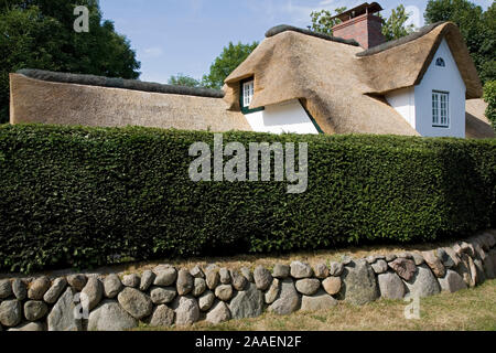 Reetgedecktes Haus hinter einer Bruchsteinmauer mit hoher dichter Hecke in Keitum auf Sylt Stockfoto