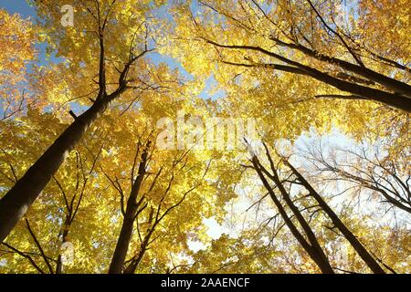 Herbst Buche Bäume gegen den blauen Himmel. Stockfoto