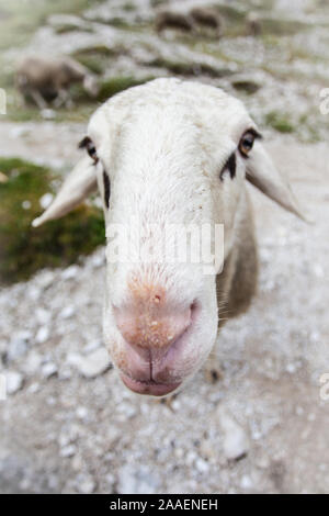 Kopf eines Schafes Stockfoto