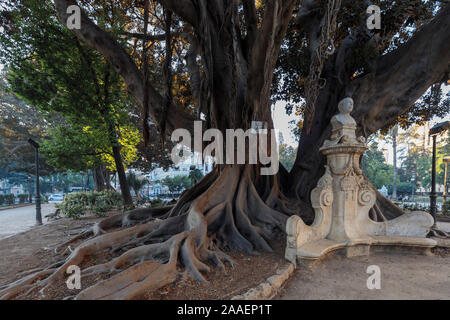 Der Würger Baum, Moreton Bay Feigenbaum (Ficus macrophylla), die ursprünglich aus Australien importiert. Valencia, Spanien, Europa Stockfoto