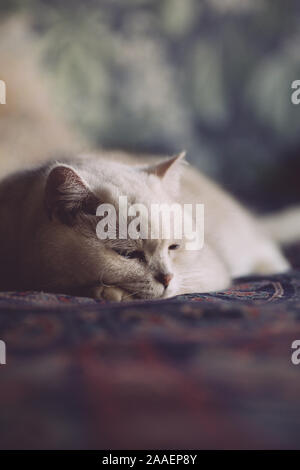 Weiße Katze ruht sich auf das Bett im Schlafzimmer. Cat. Stockfoto