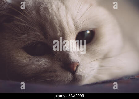 Weiße Katze ruht sich auf das Bett im Schlafzimmer. Cat. Stockfoto