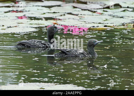 Kleine schwarze Kormoran (Phalacrocorax sulcirostris) zwei immatures Schwimmen im See Port Moresby, Papua Neuguinea, Juli Stockfoto