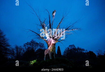 Haywards Heath UK 21. November 2019 - die Eröffnungsnacht des Wakehurst Glow Wilde Laterne Trail in der Nähe von Haywards Heath in Sussex an diesem Abend.dieser Winter Wakehurst, KewÕs wilden botanischen Garten, wird mit seinem berühmten Winter Glow Wilde Laterne Trail lebendig. Die Landschaft wird von Hunderten von leuchtenden Laternen, Feuerfackeln, Soundscapes und Projektionen sowie dem UKÕs höchsten lebenden Weihnachtsbaum verwandelt, der mit 1900 Lichtern geschmückt ist. : Credit Simon Dack / Alamy Live News Stockfoto