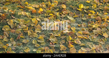 Eine Decke von Frosty Blätter auf einen Garten Rasen. Stockfoto