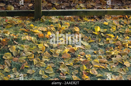 Eine Decke von Frosty Blätter auf einen Garten Rasen. Stockfoto